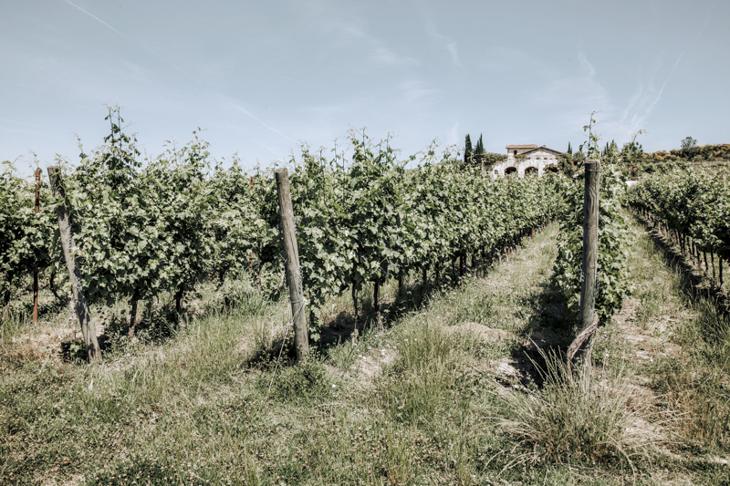 Servizi fotografici corporate Roma azienda vinicola