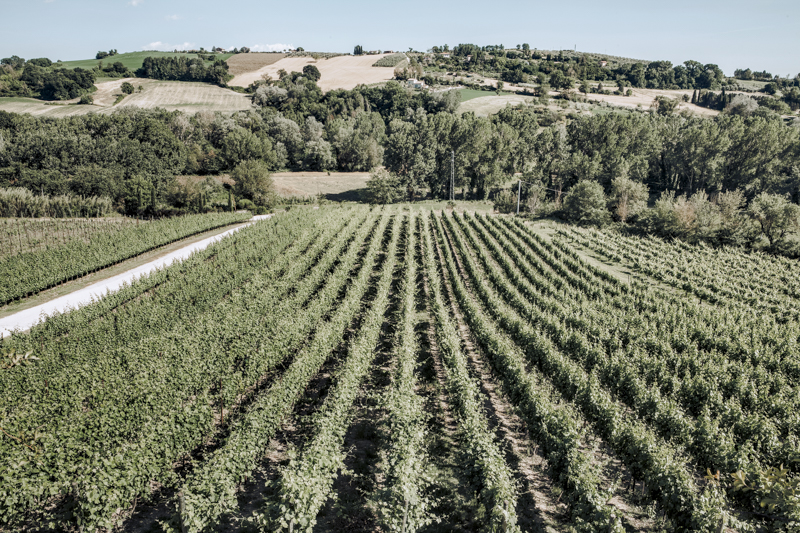 Servizi fotografici corporate Roma azienda vinicola